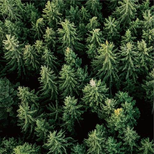 Eternal Wood Silence