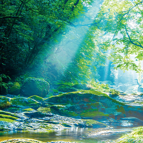 Sylvan White Tea Symphony